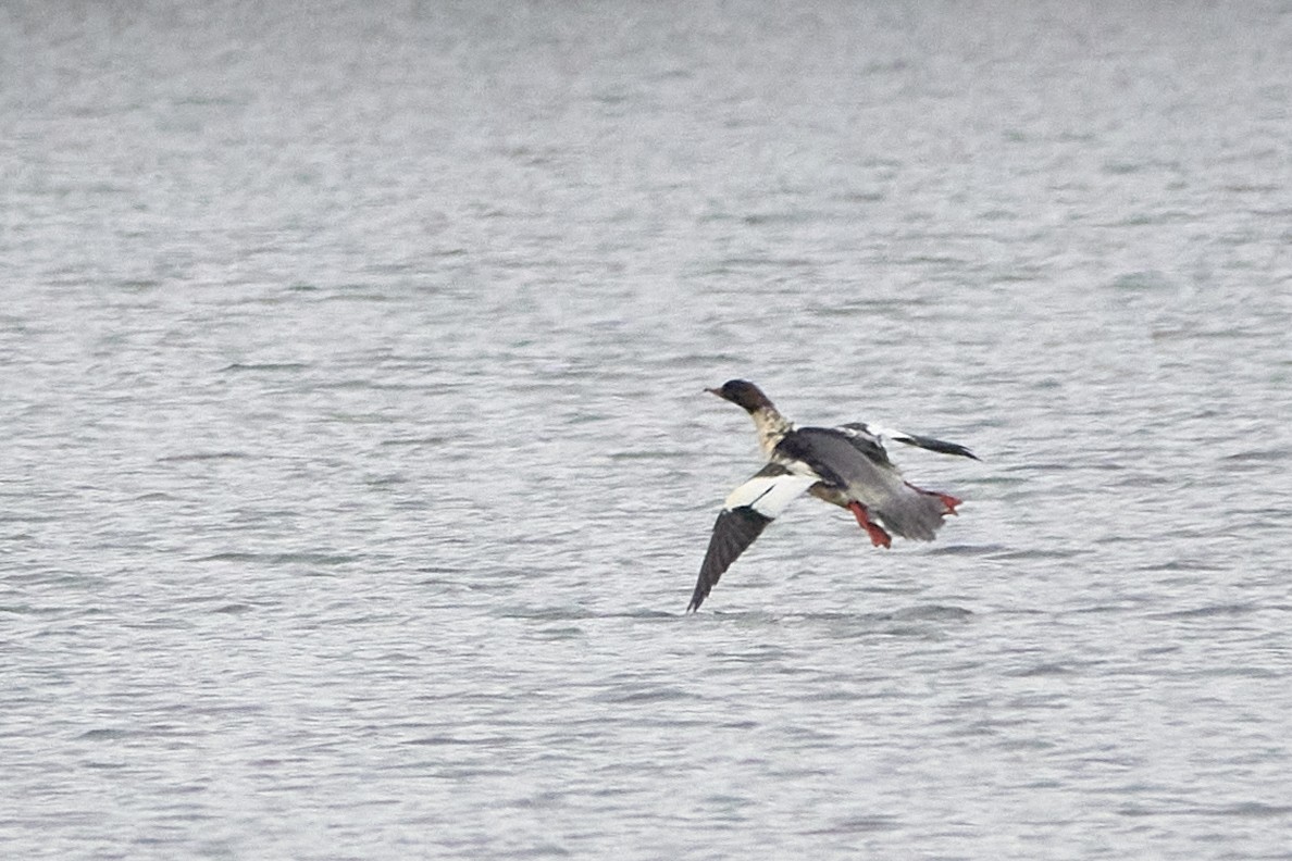 morčák velký - ML645556126