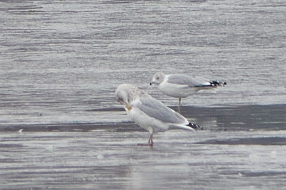 racek kroužkozobý - ML645556129