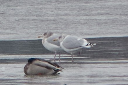 racek americký - ML645556134