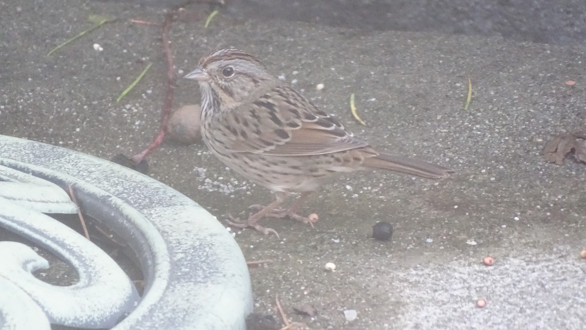 strnadec pruhohlavý - ML645556138