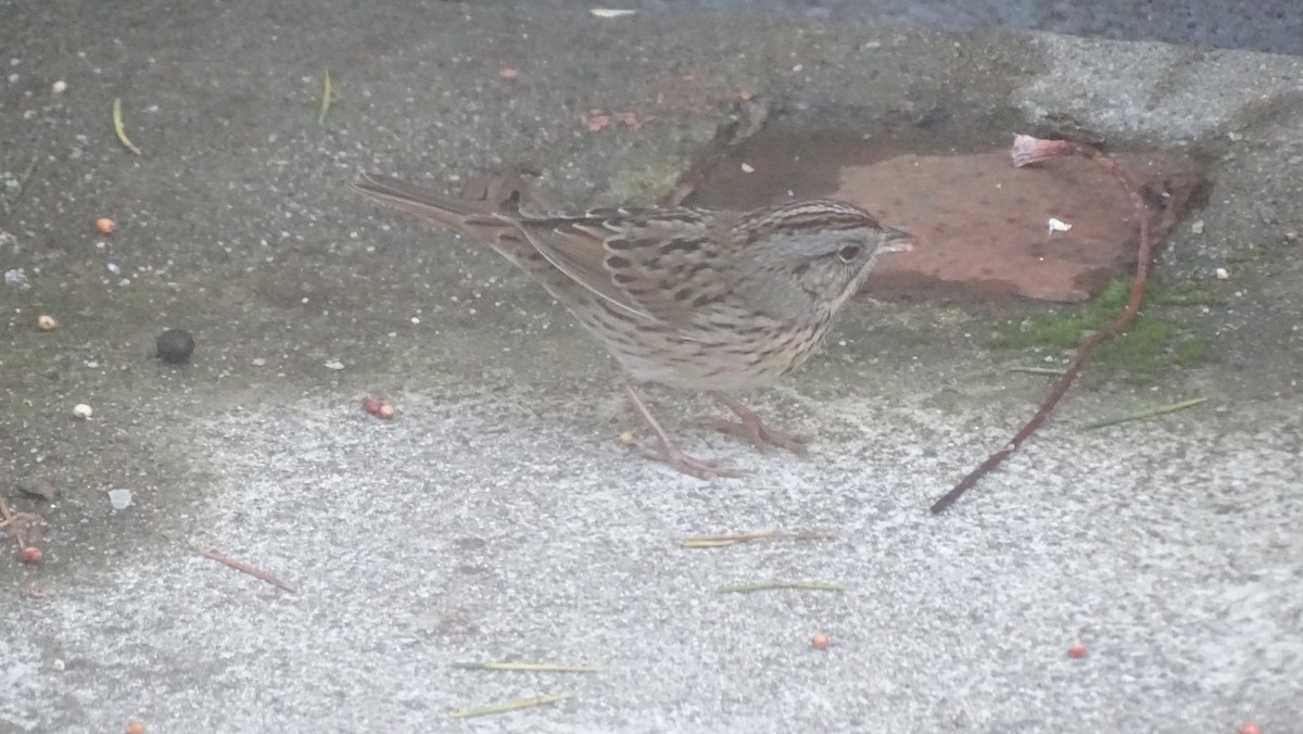 strnadec pruhohlavý - ML645556139