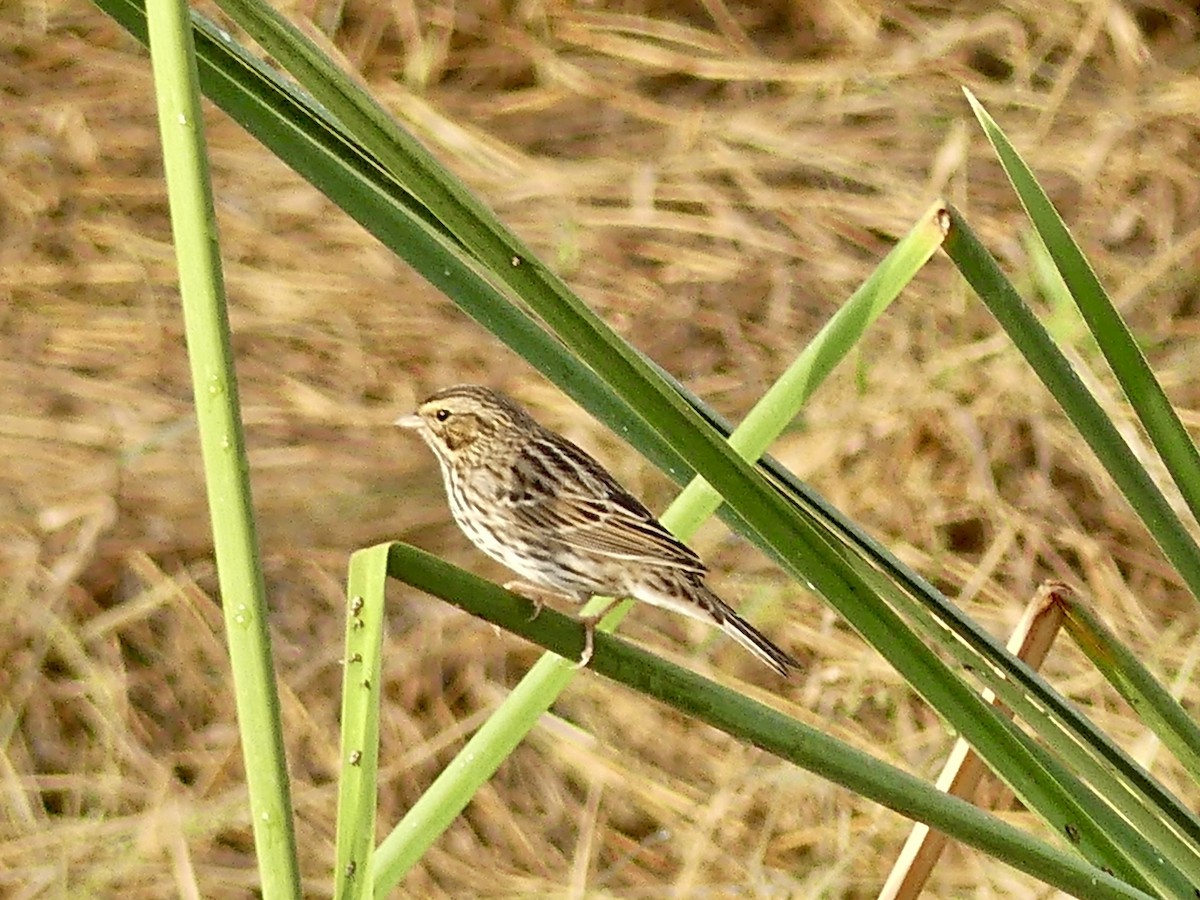 Savannah Sparrow - ML645556142
