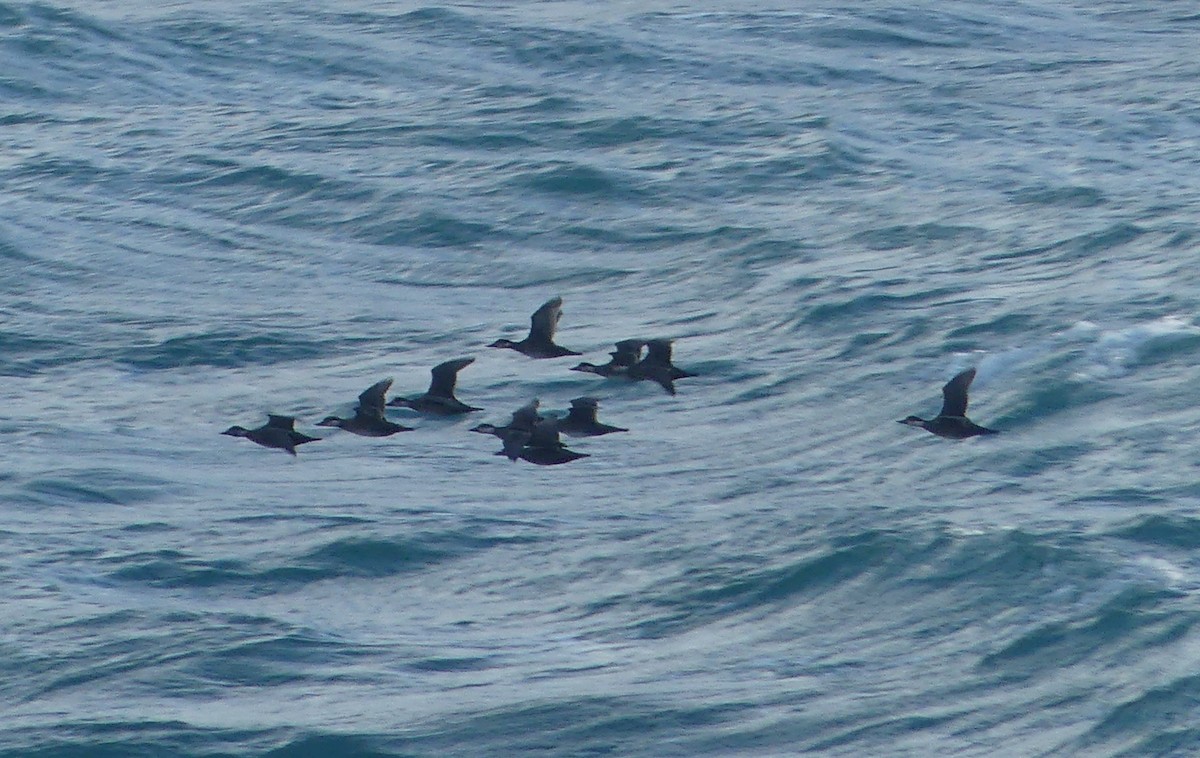 Ahatebeltz eurasiarra - ML645556143