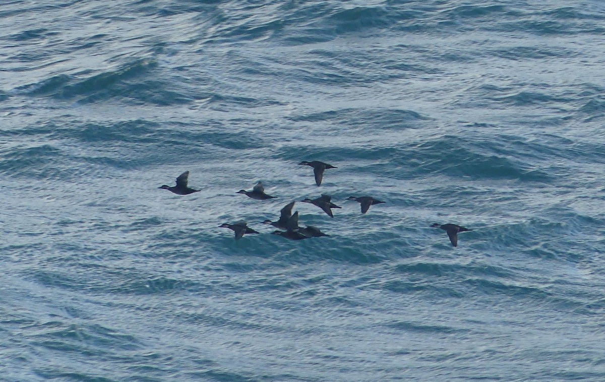 Ahatebeltz eurasiarra - ML645556144