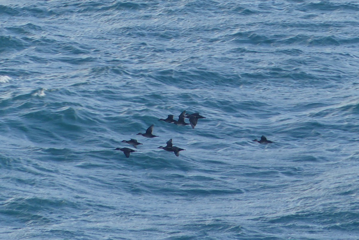 Ahatebeltz eurasiarra - ML645556145