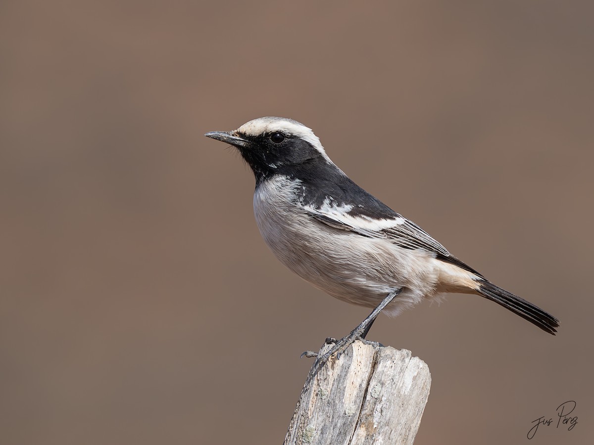 bělořit šedohlavý - ML645556173