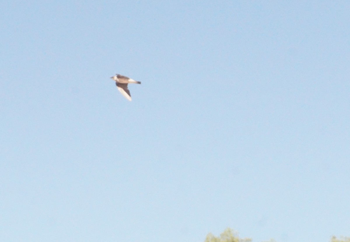 Brown-chested Martin - ML645556175