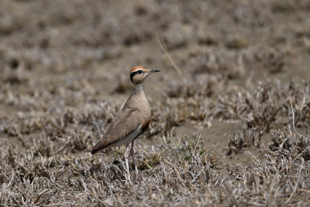 Temminck's Courser - ML645556177