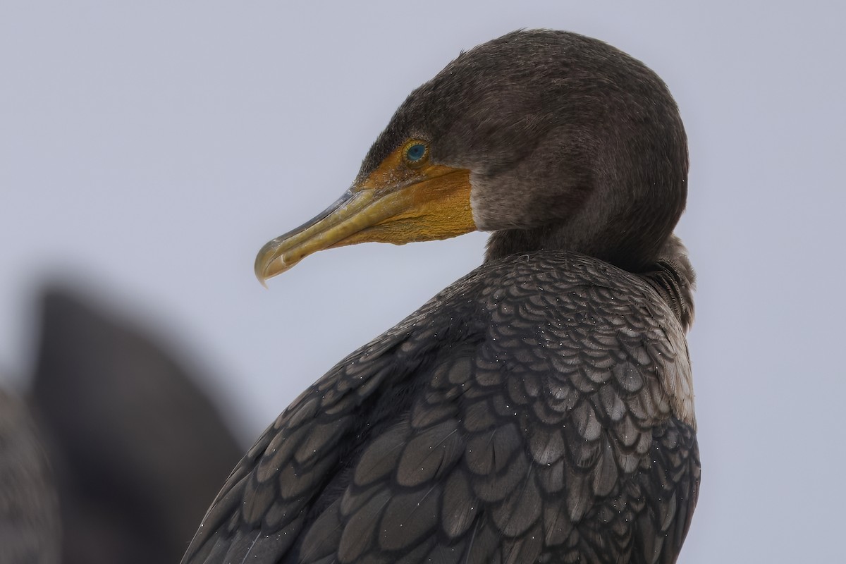 Double-crested Cormorant - ML645556187