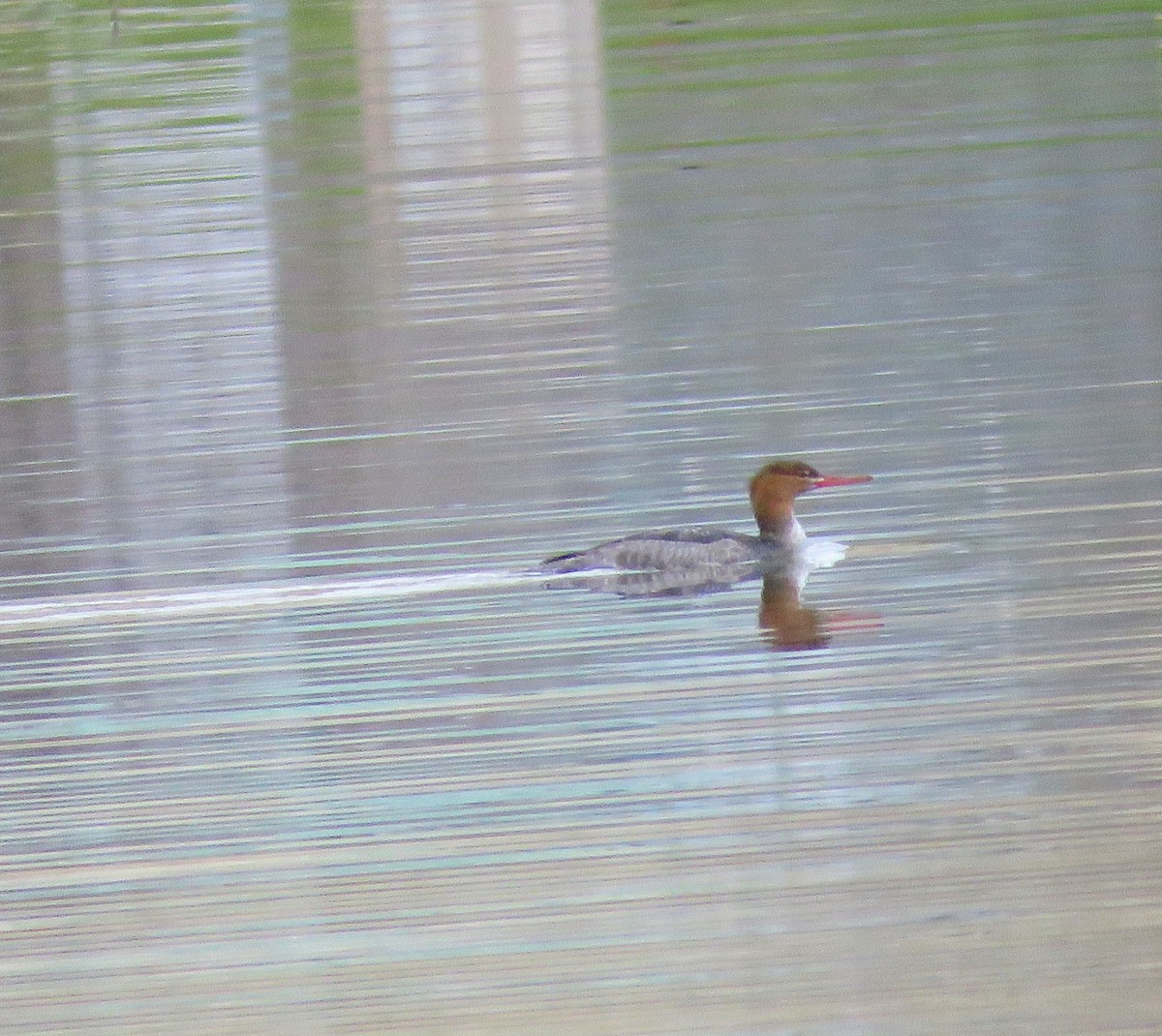 Red-breasted Merganser - ML645556192