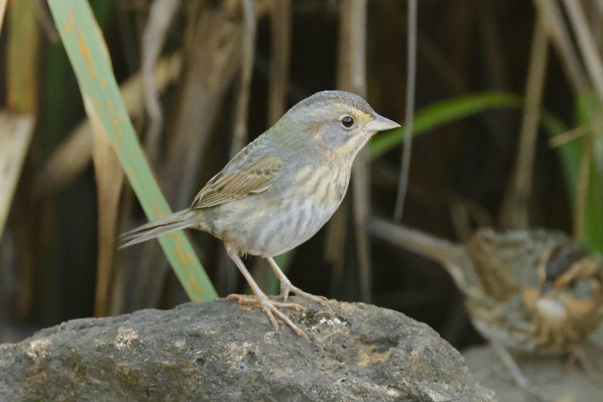 Nelson's Sparrow - ML645556193