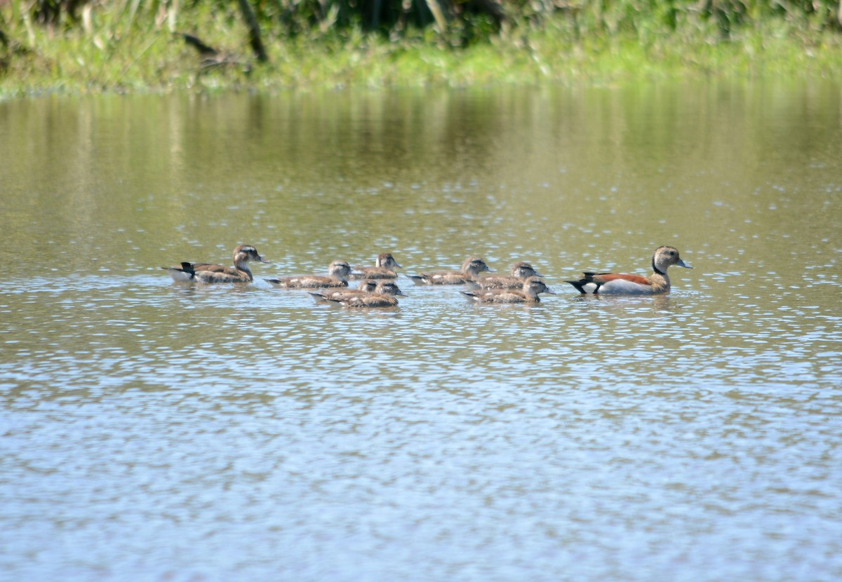 Ringed Teal - ML645556196