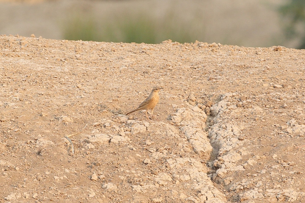 פפיון הרים - ML645556199