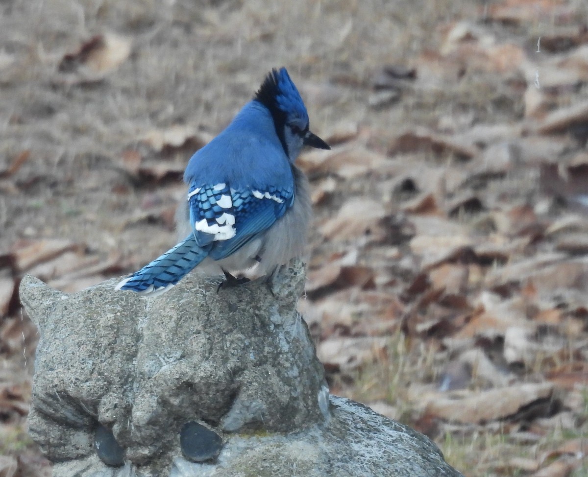 Blue Jay - ML645556200