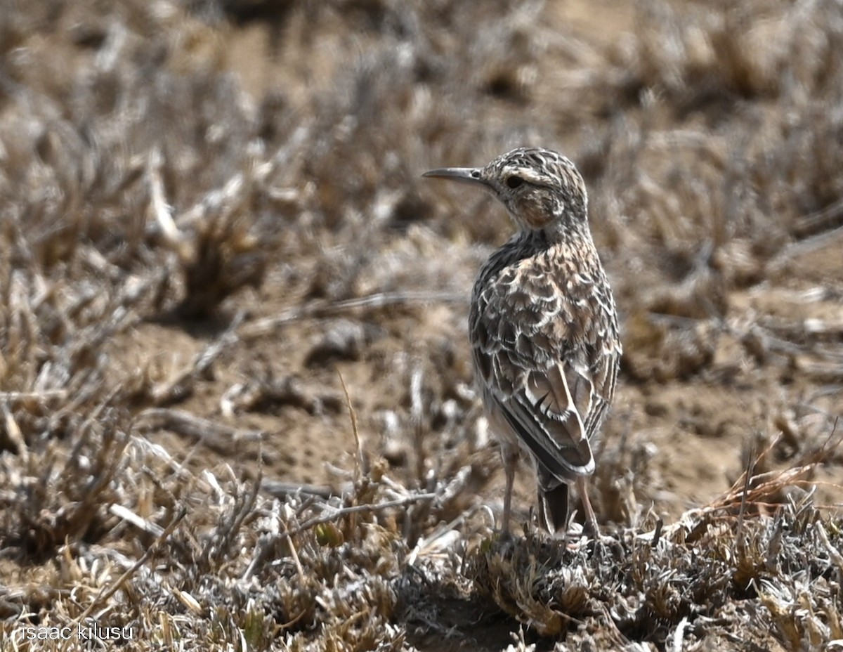 Beesley's Lark - ML645556205