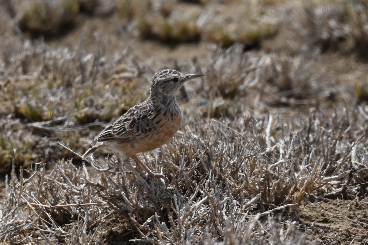 Beesley's Lark - ML645556206