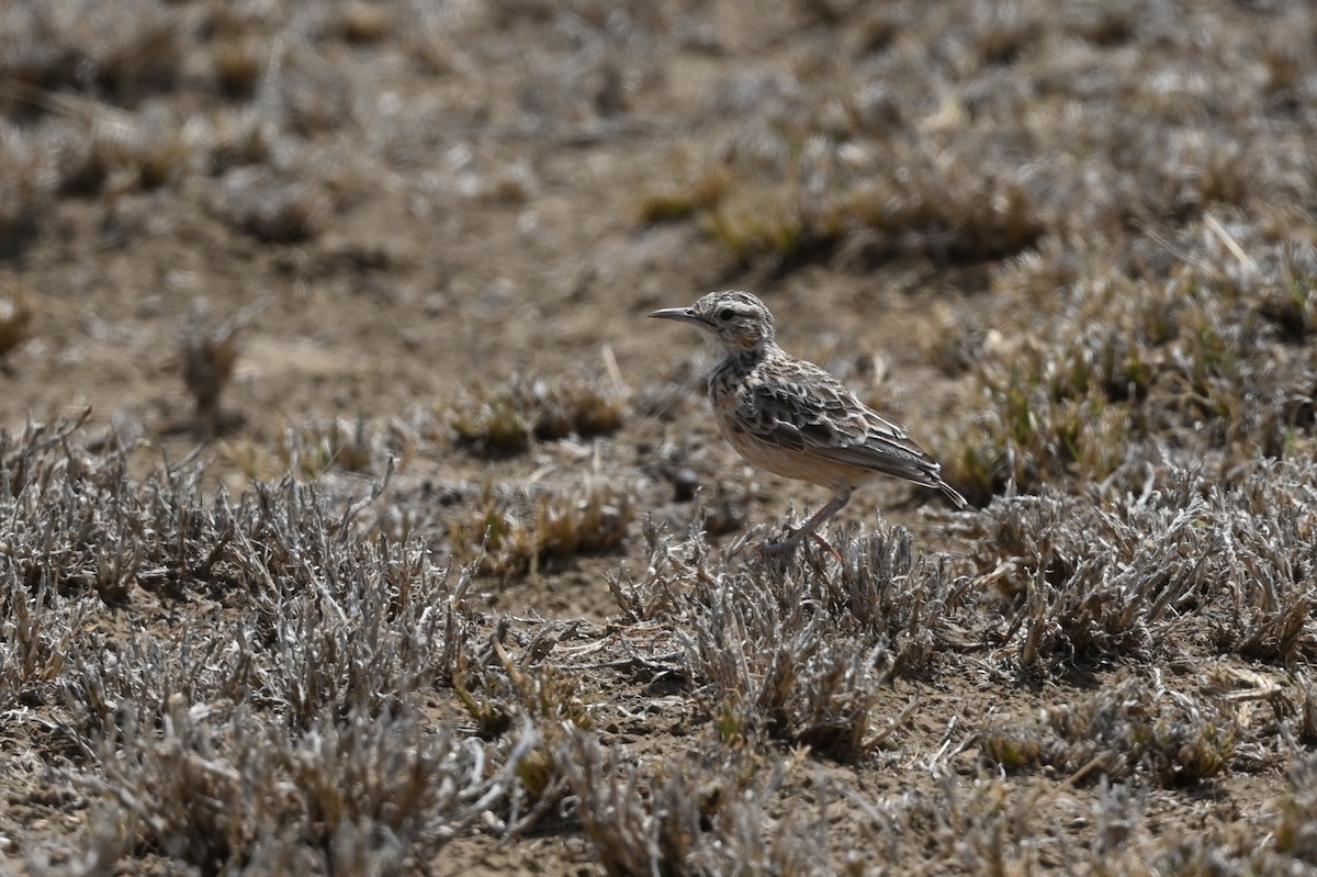 Beesley's Lark - ML645556207