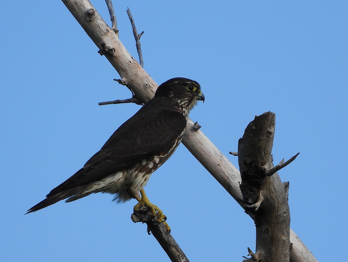 Merlin - ML645556215