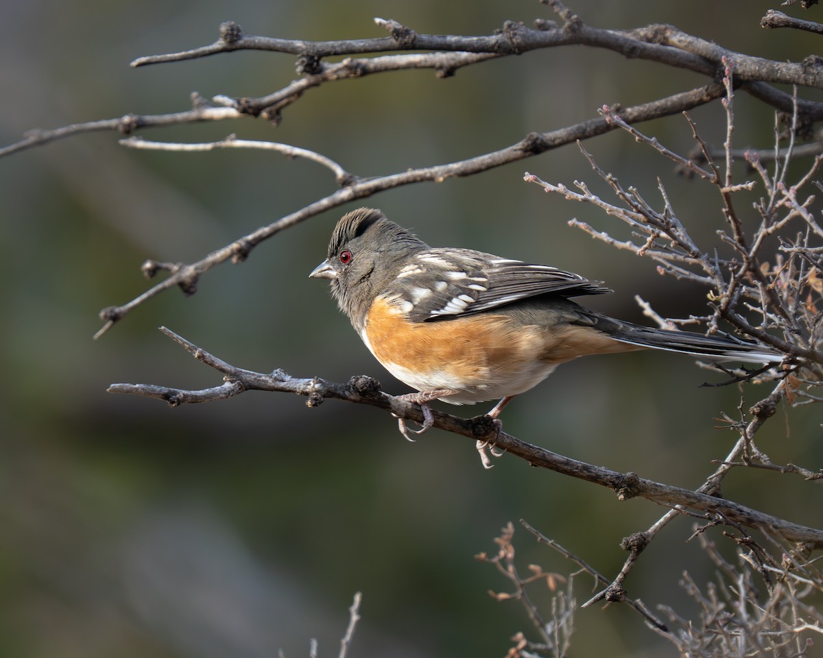Spotted Towhee - ML645556231