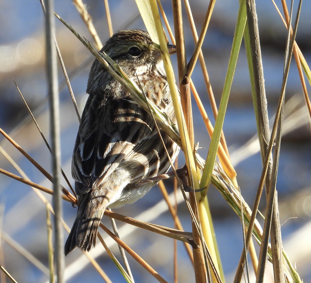 Savannah Sparrow - ML645556232