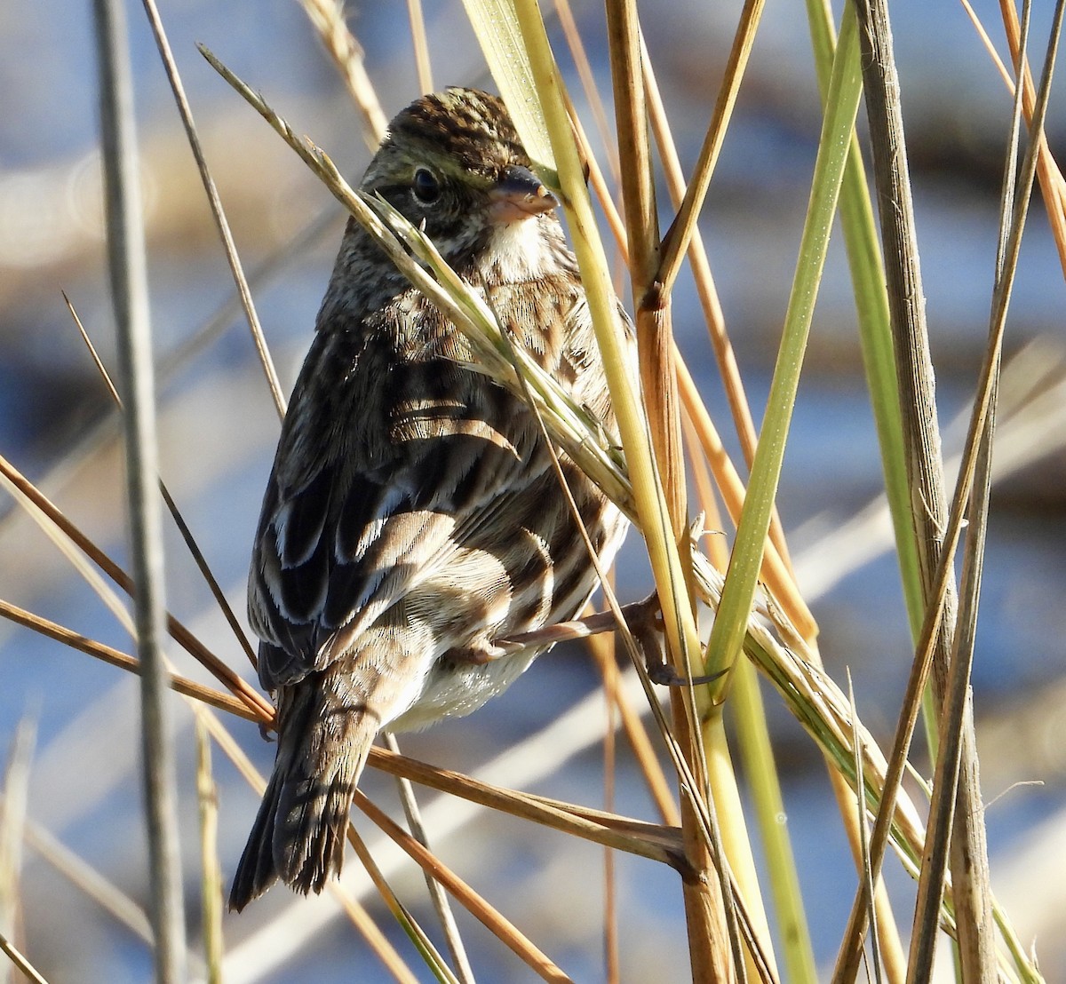 Savannah Sparrow - ML645556233