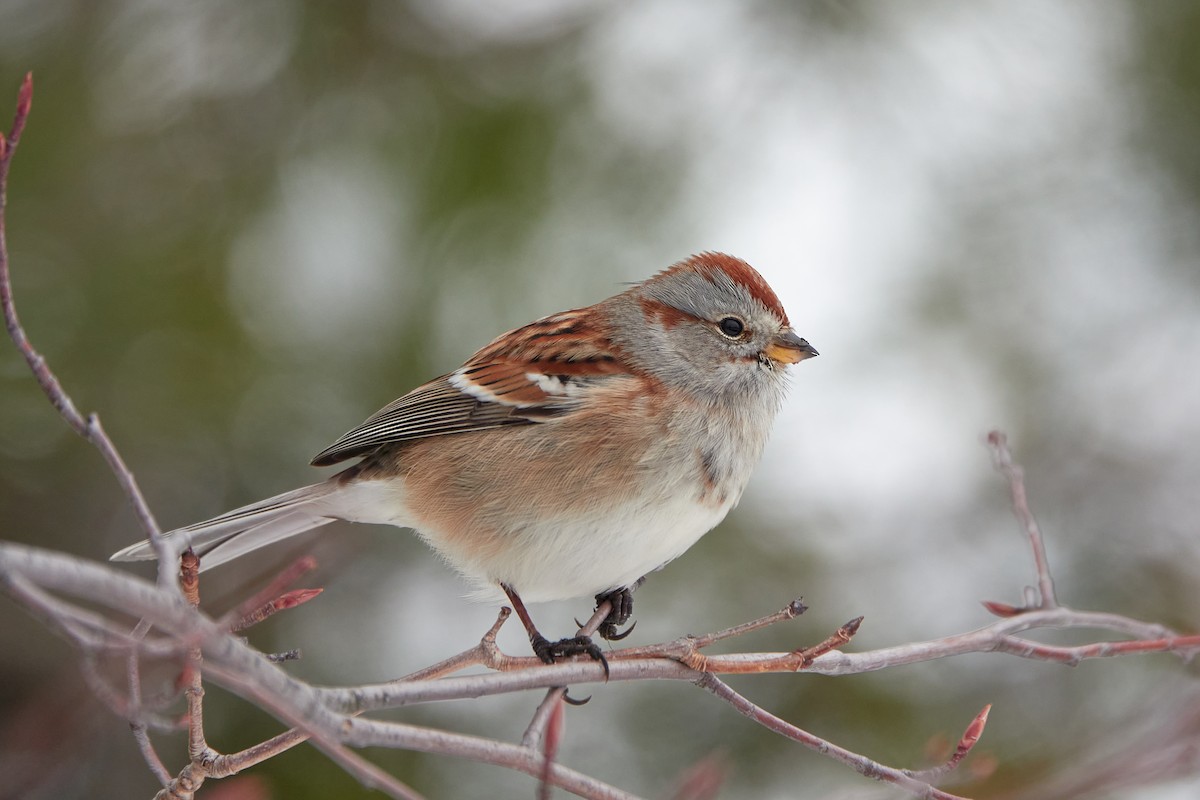 strnádka pokřovní - ML645556235