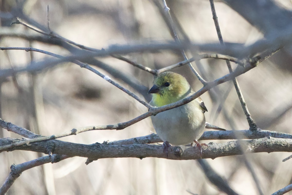 Altın İskete - ML645556250