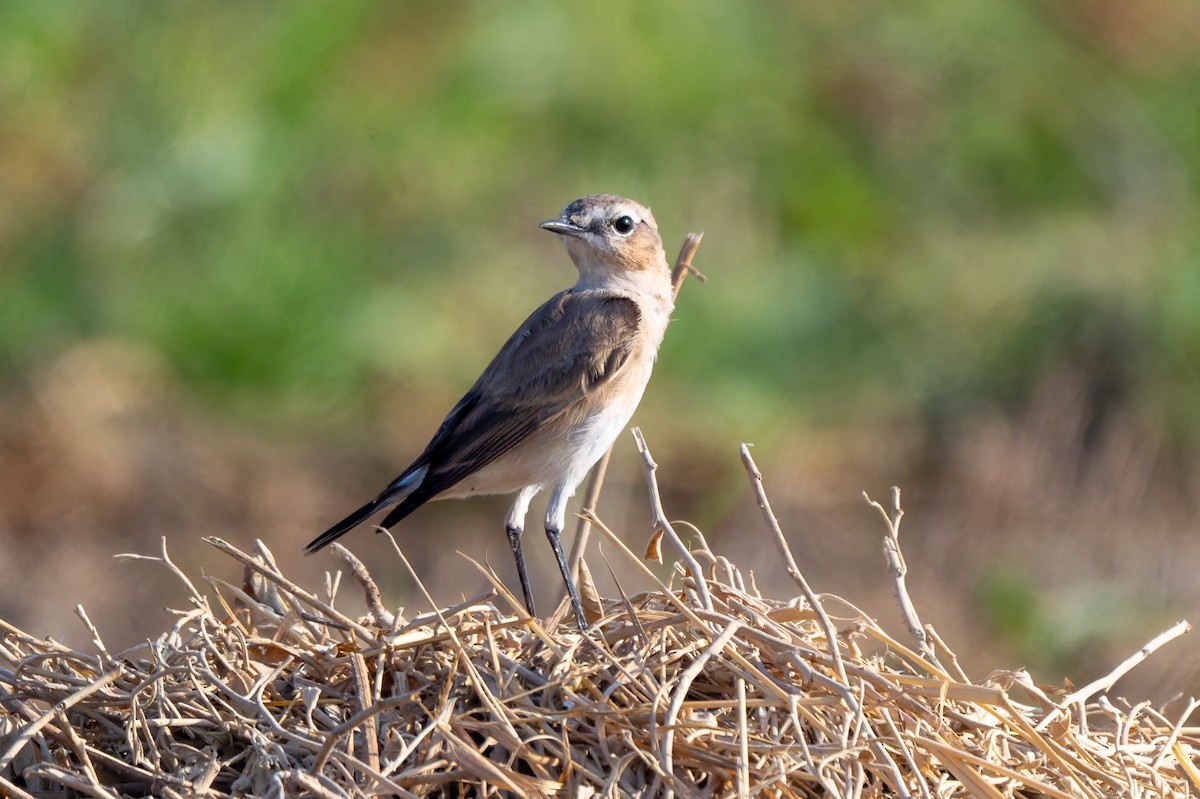 Collalba Isabel - ML645556252