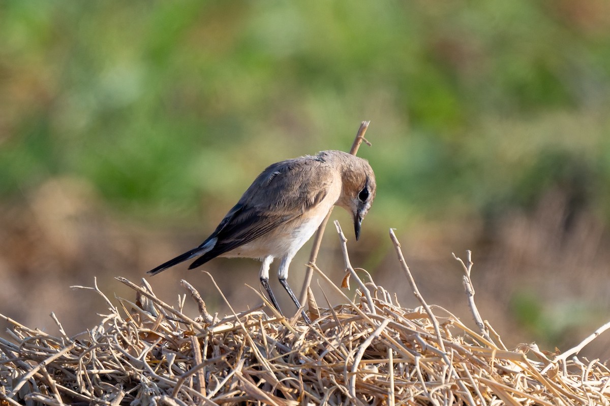 Collalba Isabel - ML645556253