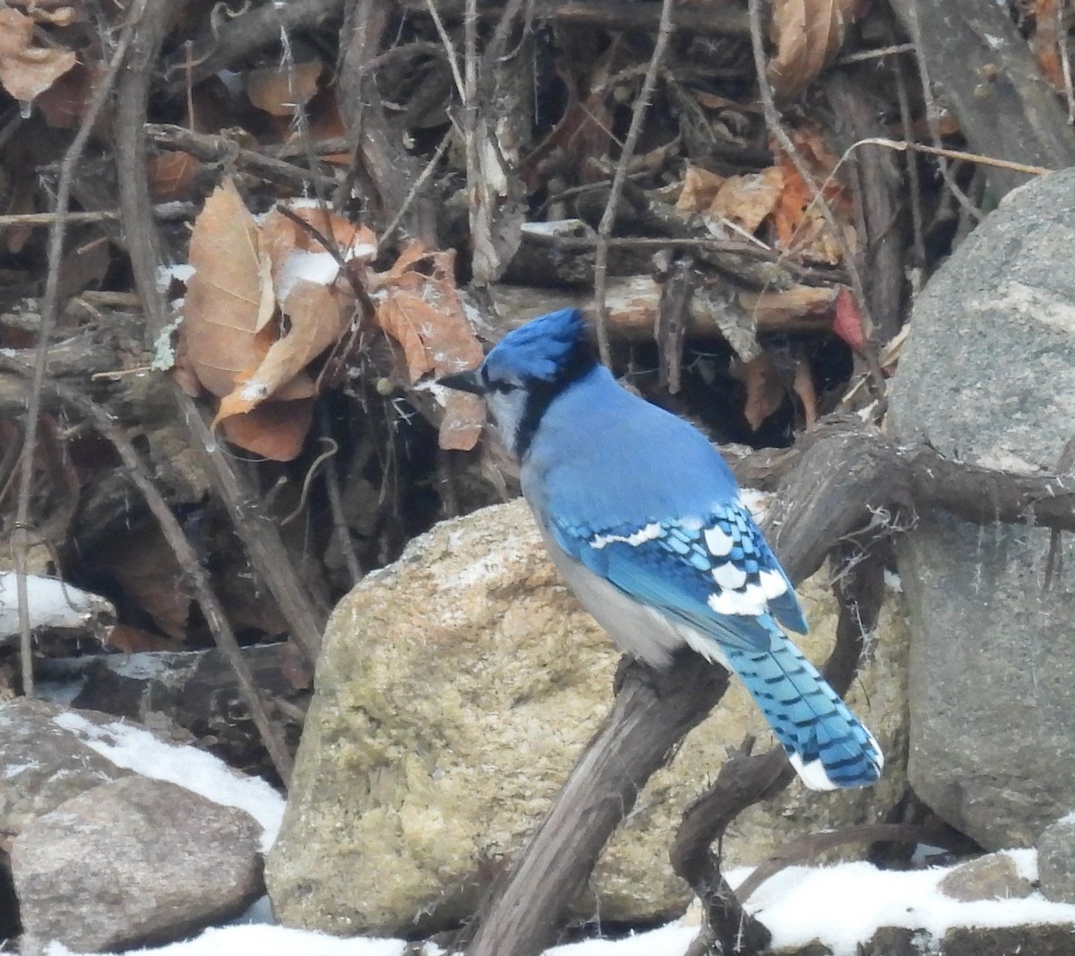 Blue Jay - ML645556257