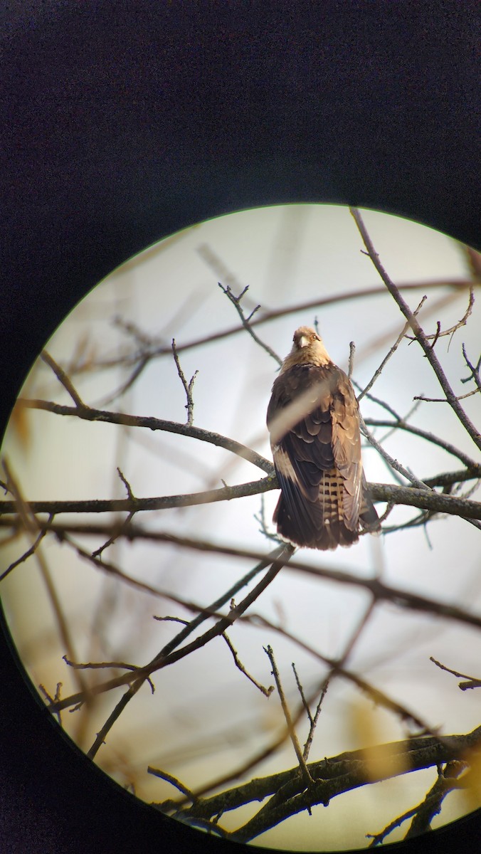 Yellow-headed Caracara - ML645556260