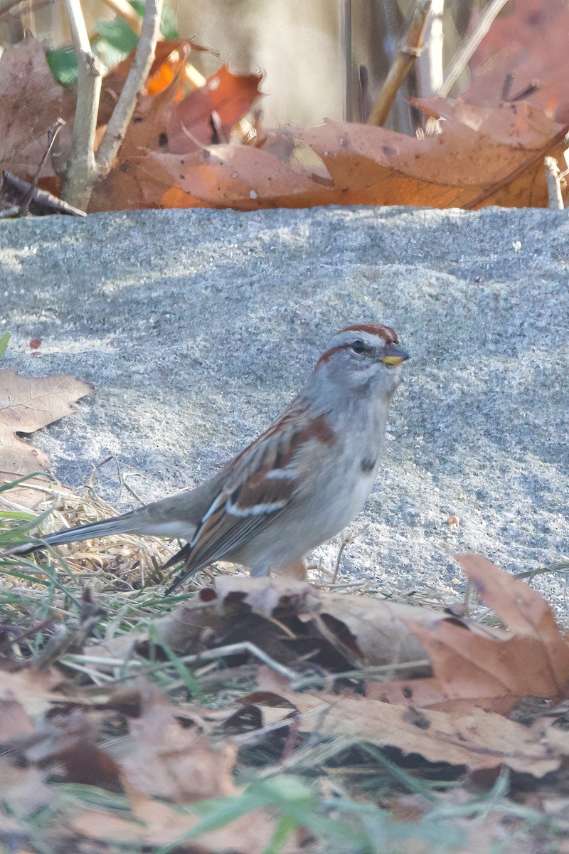 Hudson Körfezi Serçesi - ML645556288