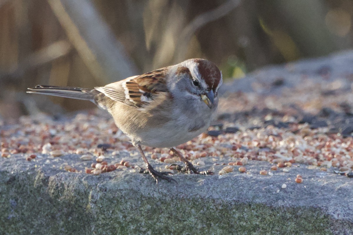 Hudson Körfezi Serçesi - ML645556289