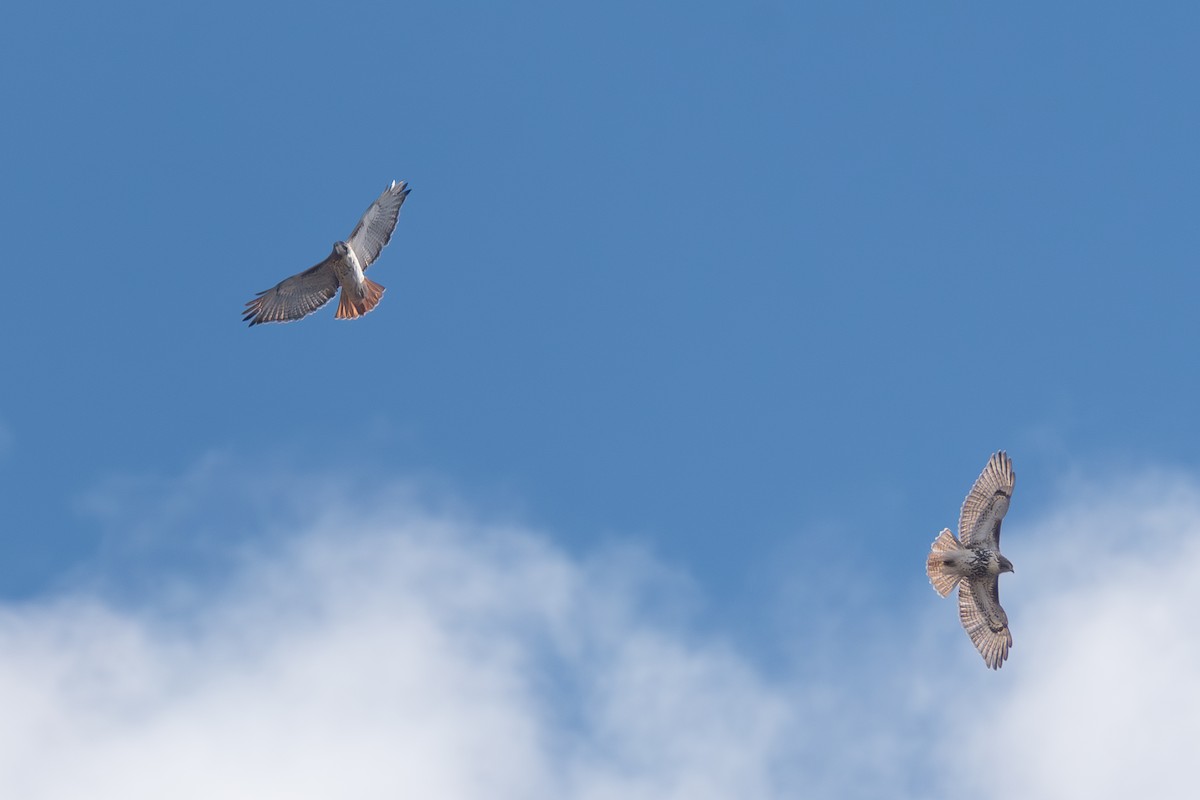 Red-tailed Hawk - ML645556292