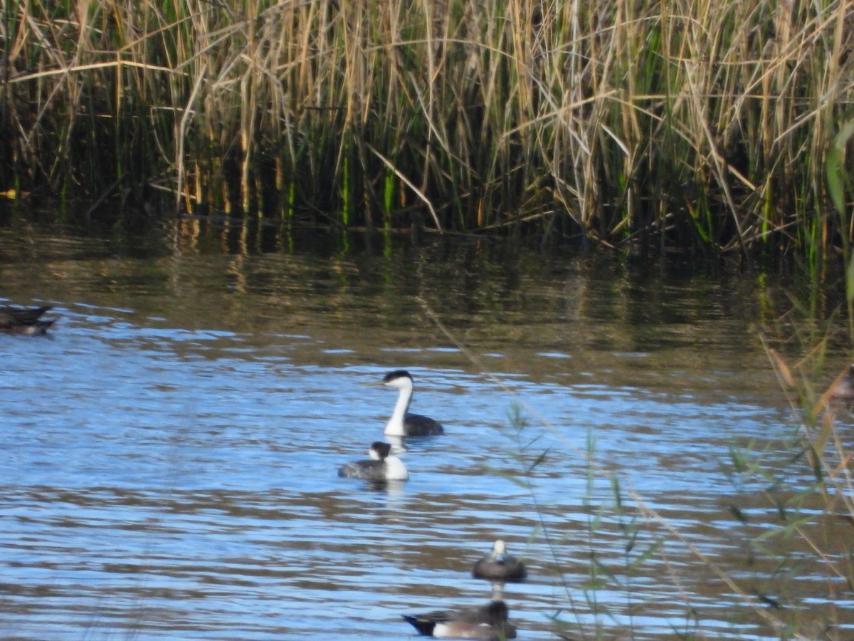 Western Grebe - ML645556297