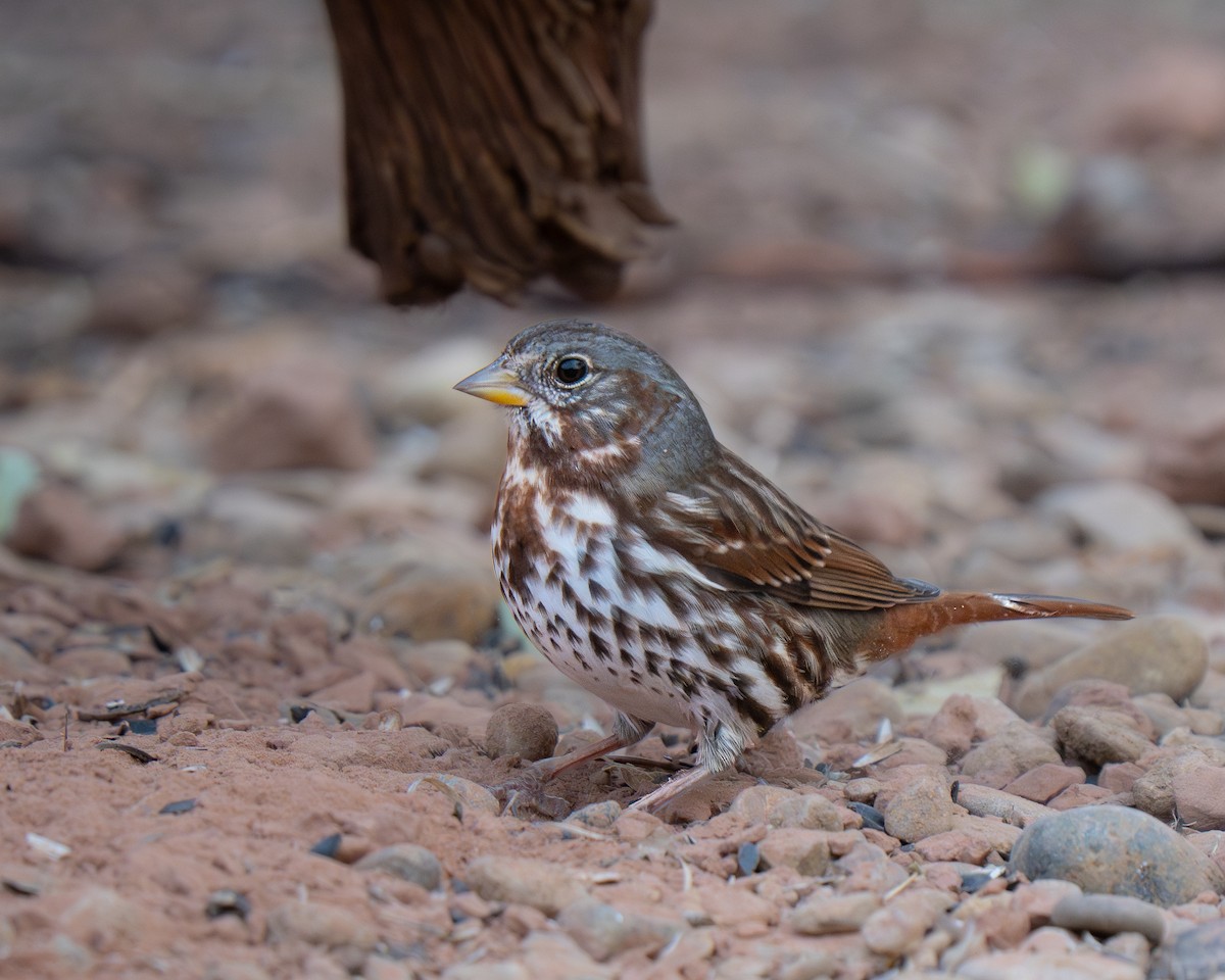 Fox Sparrow (Red) - ML645556302