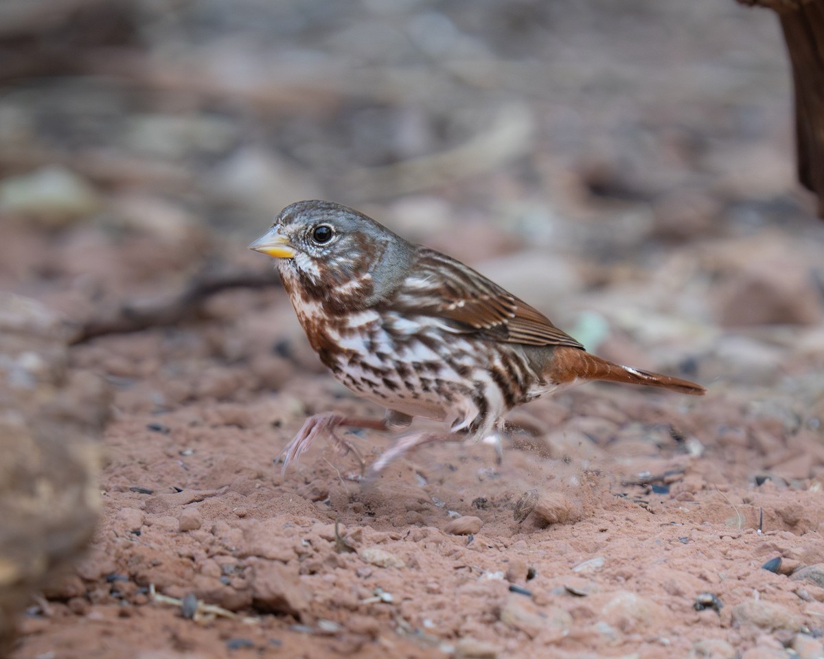 Fox Sparrow (Red) - ML645556303