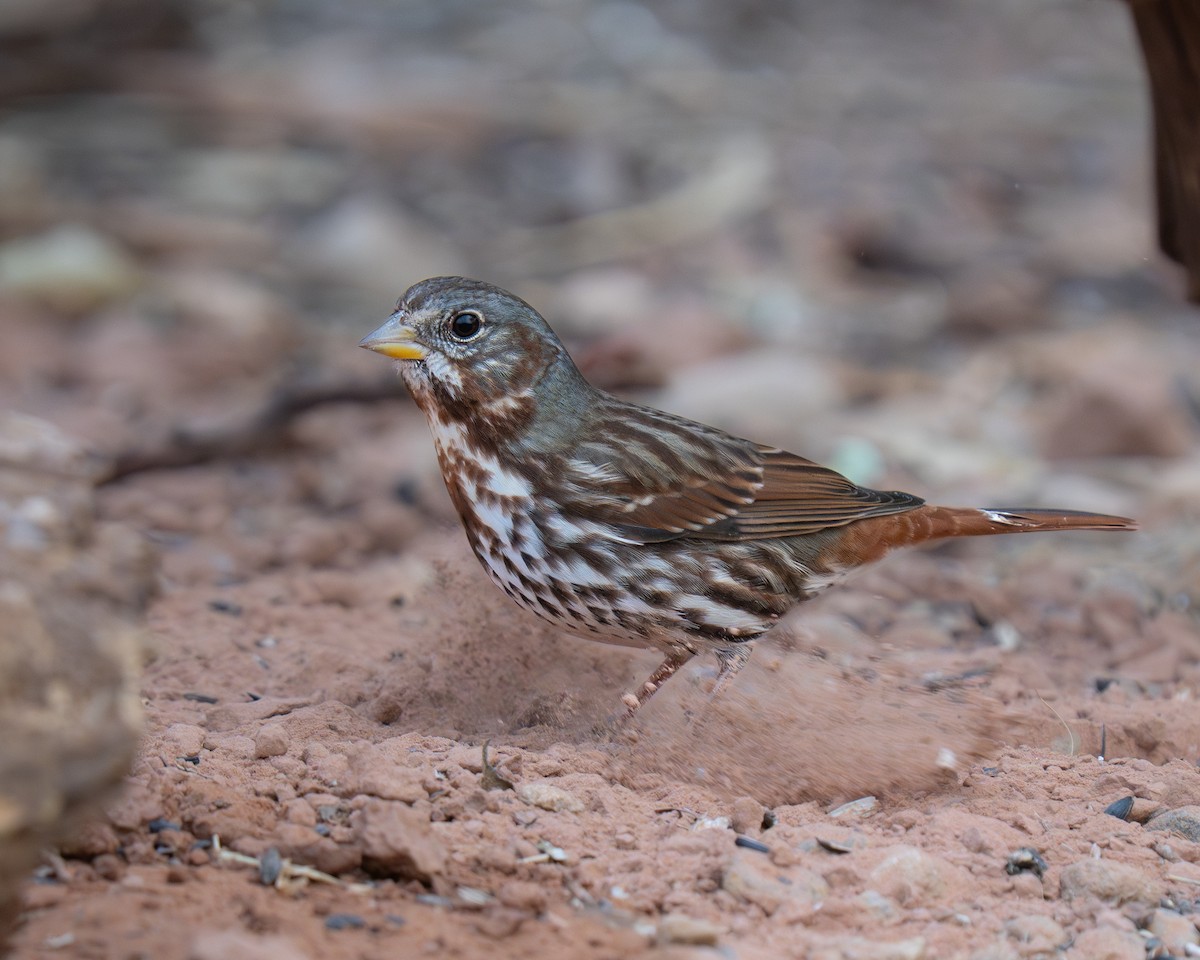 Fox Sparrow (Red) - ML645556304