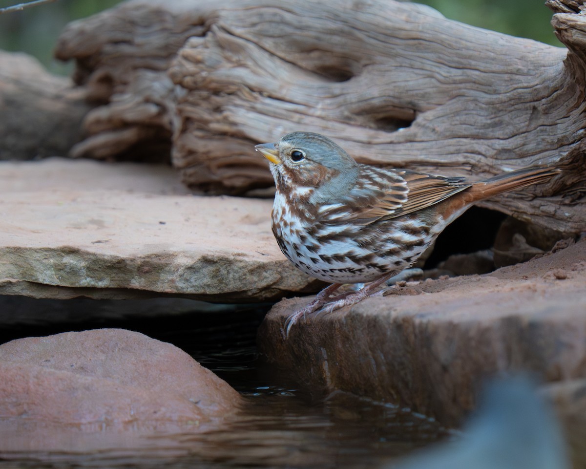 Fox Sparrow (Red) - ML645556305