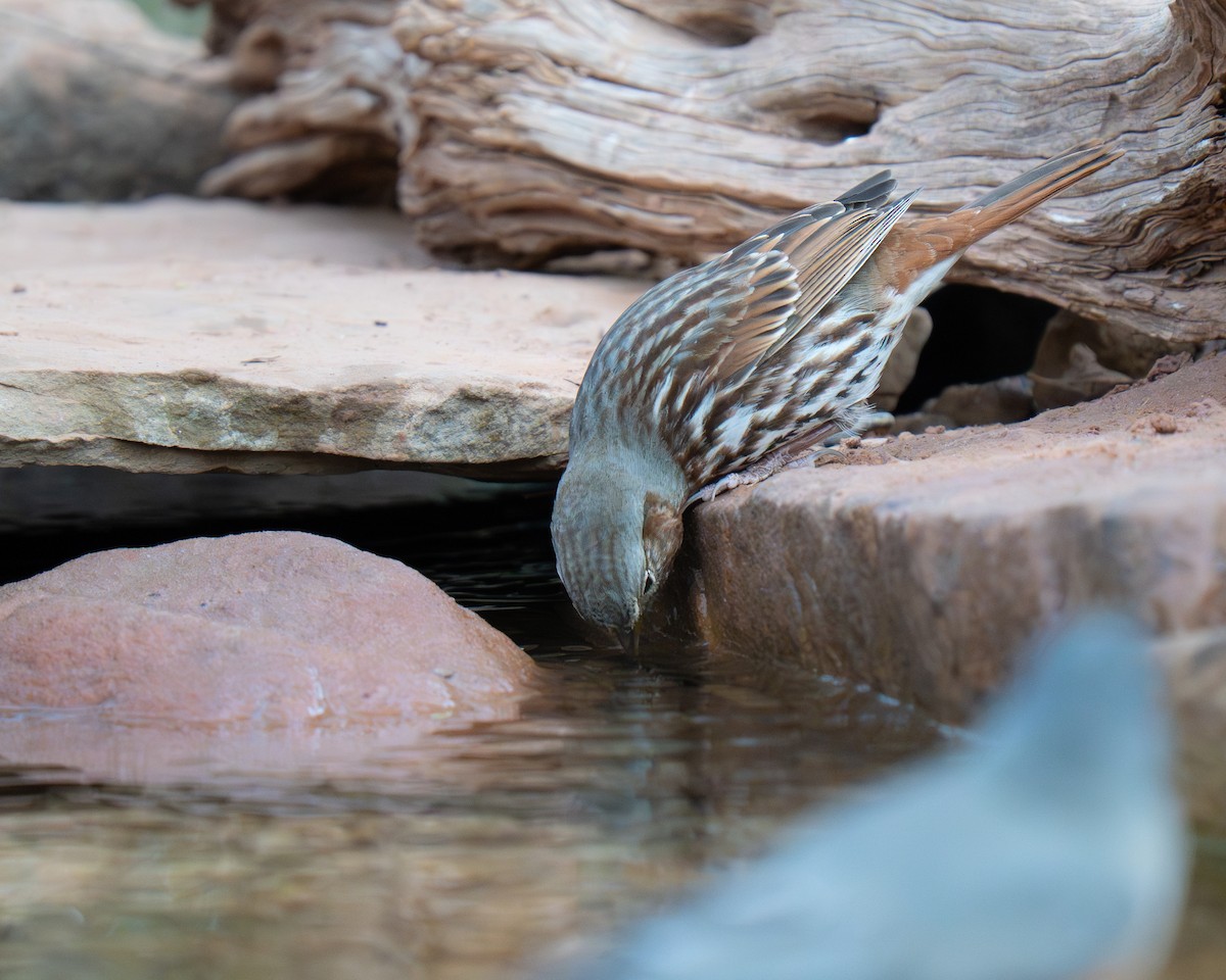 Fox Sparrow (Red) - ML645556306
