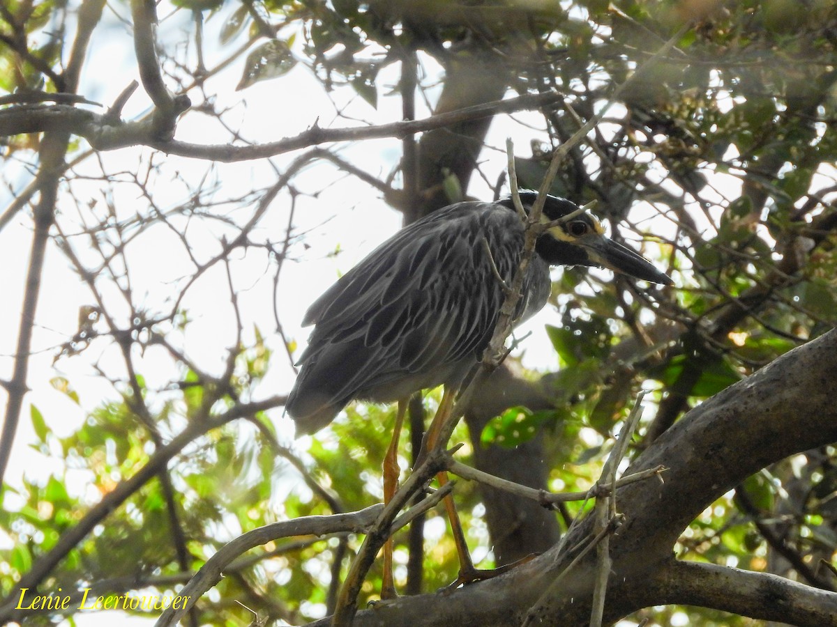 Yellow-crowned Night Heron - ML645556307