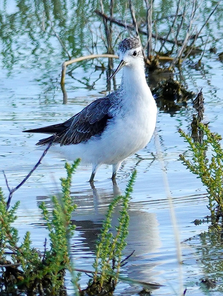 Wood Sandpiper - ML645556317