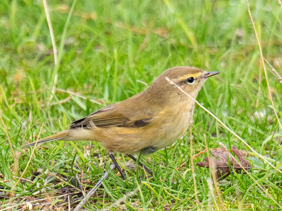 Common Chiffchaff - ML645556322