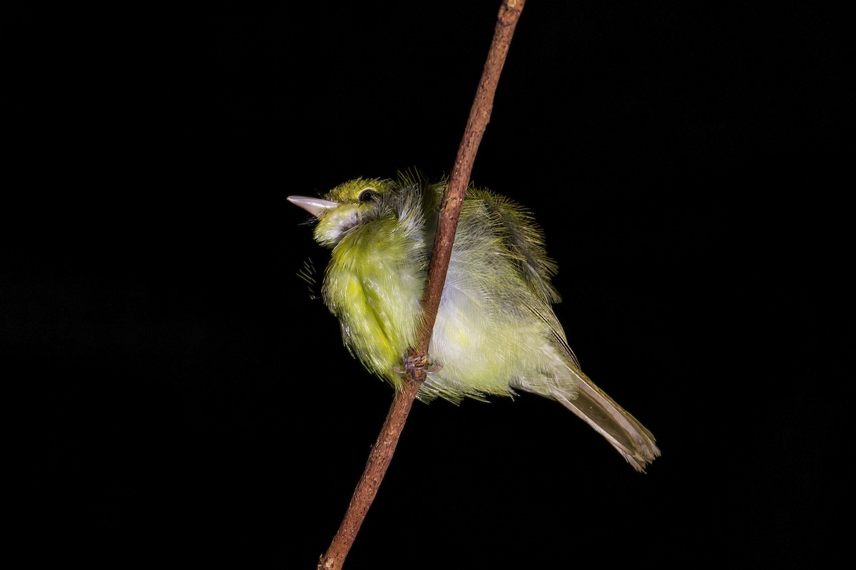 Lemon-bellied Flyrobin - ML645556324