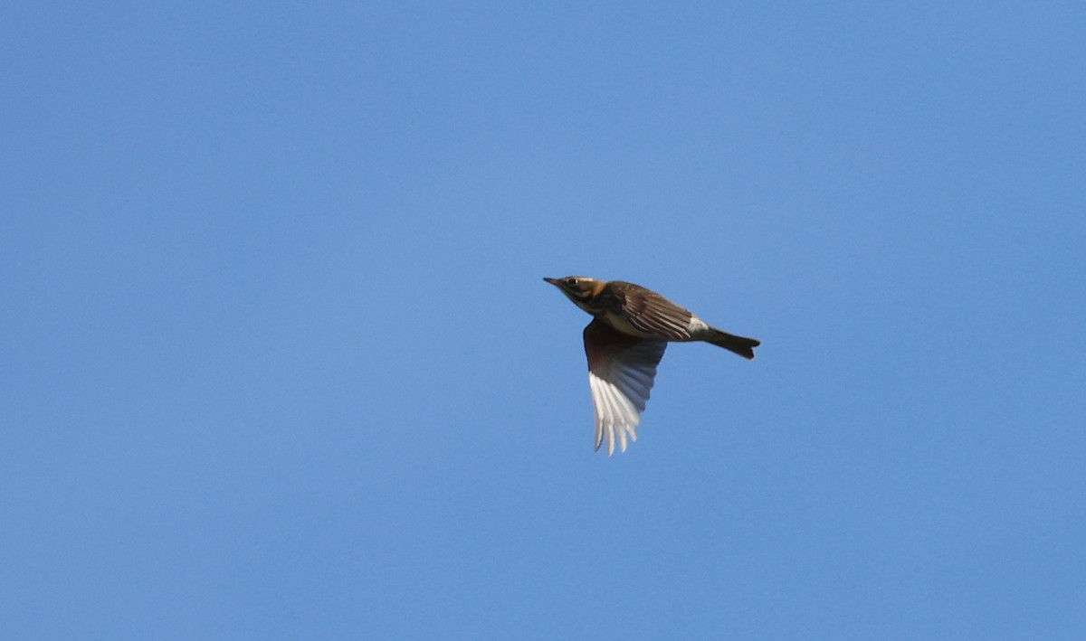 Redwing - ML645556328