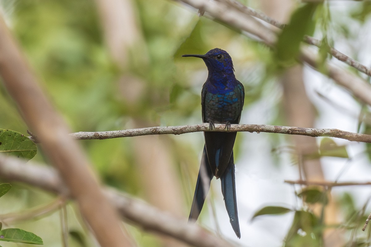 Swallow-tailed Hummingbird - ML645556330