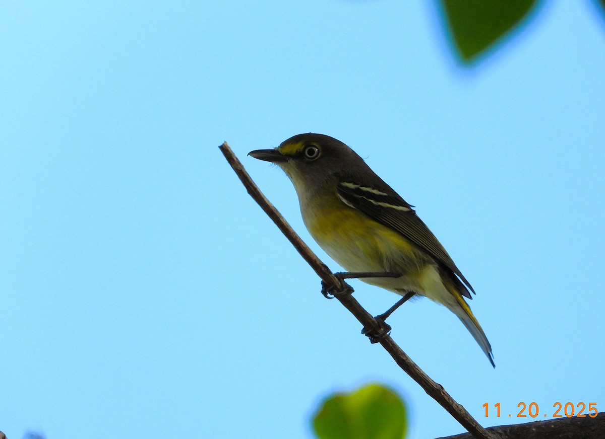 White-eyed Vireo - ML645556331