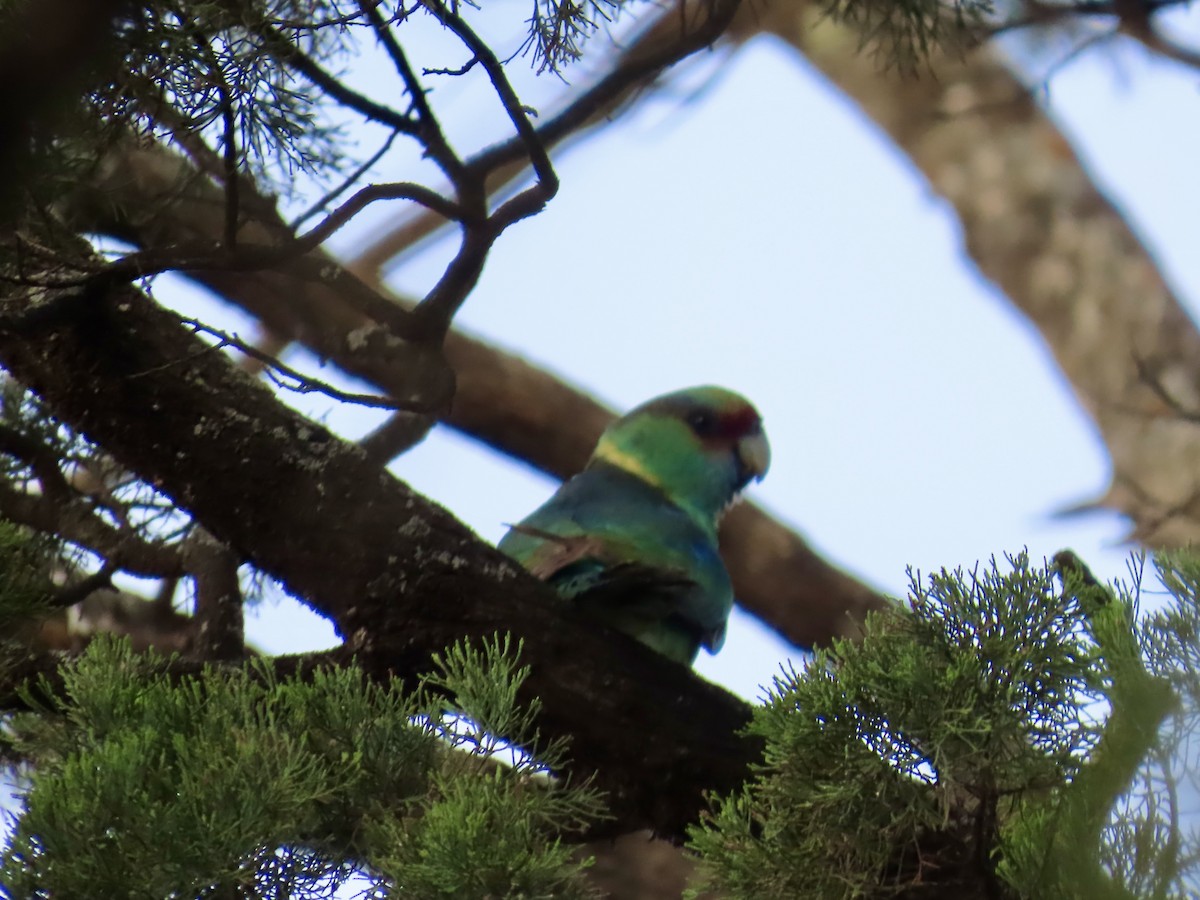 Australian Ringneck - ML645556332