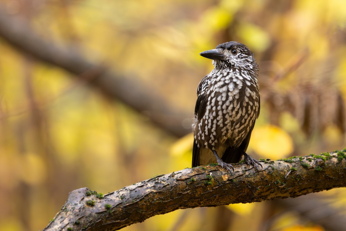 Northern Nutcracker - ML645556334