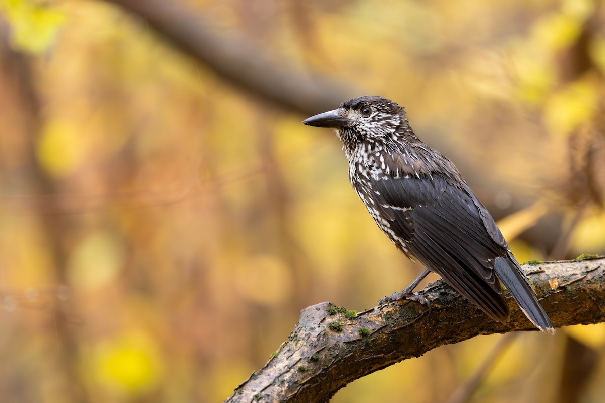 Northern Nutcracker - ML645556335